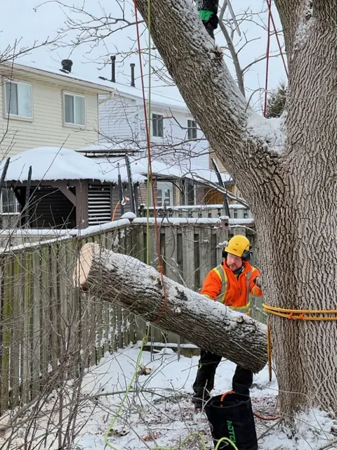 A Valen's crew member in hi-vis at the base of a tree in winter, guiding a large trunk section down on a rope.