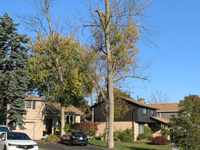 Before: tall dead ash trees towering over two houses and a driveway on a residential street.