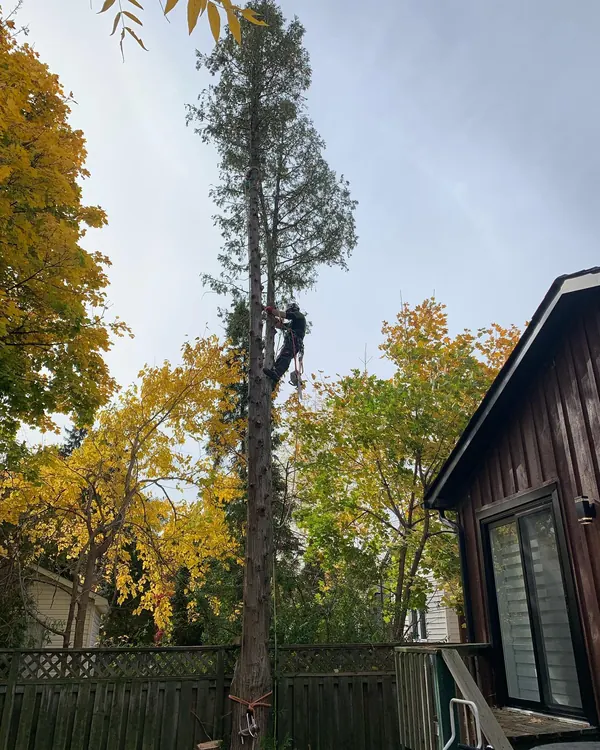 A climber high in a tall cedar beside a house, taking it down.
