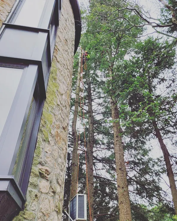 A tall spruce growing tight against a stone building.